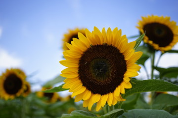 ひまわり畑の夏 Sunflower field summer