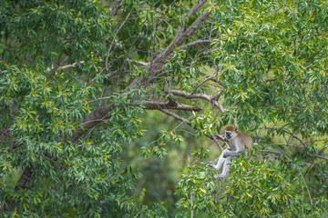 Vervet monkey in tree, Masai Mara National Reserve, Kenya - Powered by Adobe