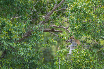 Vervet monkey in tree, Masai Mara National Reserve, Kenya