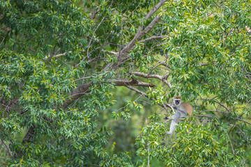 Vervet monkey in tree, Masai Mara National Reserve, Kenya