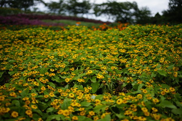 花が咲く夏の公園　Summer park with blooming flowers