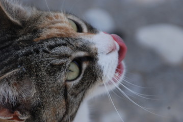 The cat licking his lips
