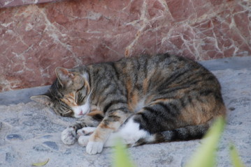 フリヒリアナの昼寝するネコ