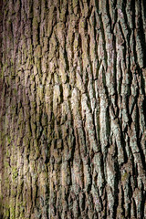 Naklejka premium Heavily structured tree bark, natural background.