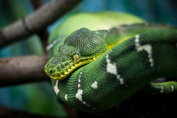 green snake, snake resting, beautiful snake, green eye snake, green snake, colorful snake, reptile,