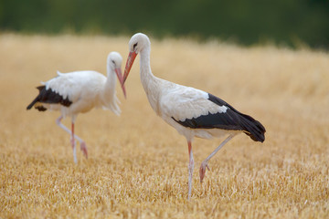White Stork (Ciconia ciconia) searching for food on a stubble field near Frankfurt, Germany.