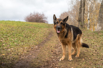 Dog German Shepherd outdoors in an autumn