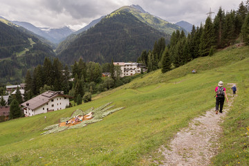 Randonneurs Parent Enfant à la découverte des fleurs Edelweiss