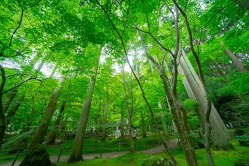 松島の円通院のお庭