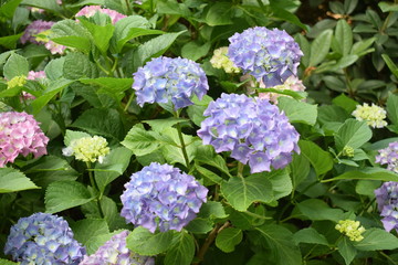 Hortensje w odcieniach niebieskiego © Anna