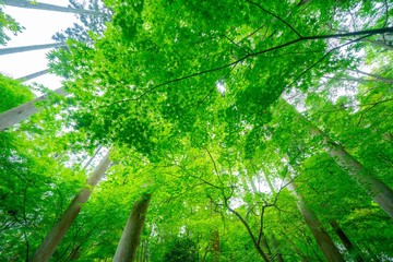 松島の円通院のお庭