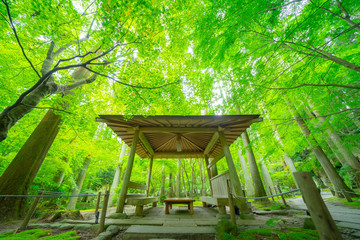 Naklejka premium 松島の円通院のお庭