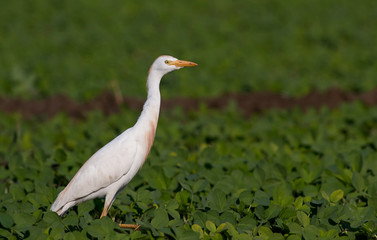 Cattle Egret hunting in the arable land