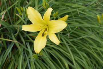Liliowce żółte