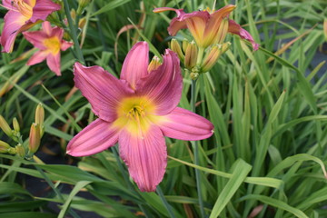 Fototapeta premium Liliowce w odcieniach różu