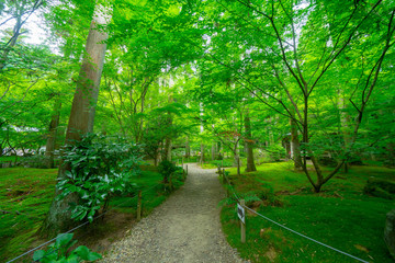 Obraz premium 松島の円通院のお庭