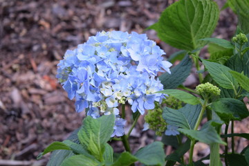 Hortensje w odcieniach niebieskiego © Anna