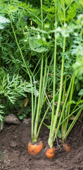 Fototapeta premium growing fresh carrots in the ground