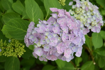 Hortensje w odcieniech różu © Anna
