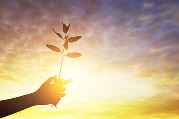 Silhouette hand holding of sapling for planting, csr concept background.