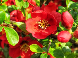 closeup of blooming red chaenomeles