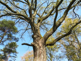 Obraz na płótnie Canvas big, old and bare tree in spring