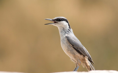 Western Rock Nuthatch sitting on stone