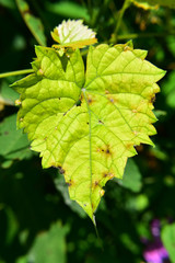 green leaves of a tree