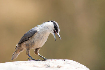 Western Rock Nuthatch sitting on stone