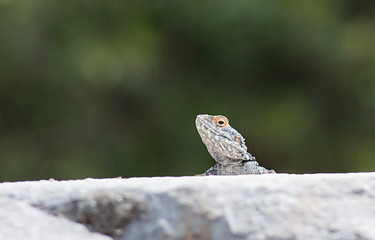 Agama lizard sitting on sunny stone