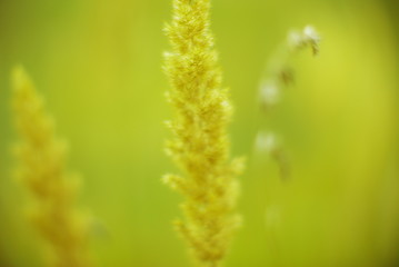 Obraz premium field plants on a blurred background of greenery with rays of light