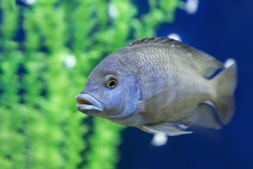 One blue dolphin aquarium fish swims in water. Cyrtocara moorii close up. Cichlid aquarium fish...