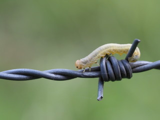Frostspannerraupe auf Stacheldraht