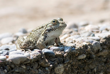 Common frog sitting on stone