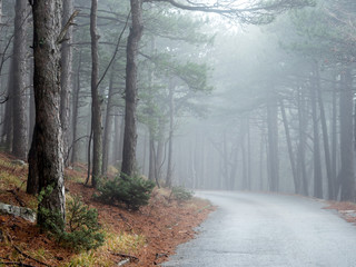 Pine trees in foggy forest and mountain road
