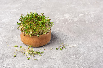 Microgreen or alfalfa sprouts as ingredient for healthy salad