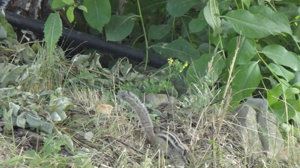 Chipmunk in the grass