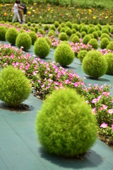 コキアとネモフィラ