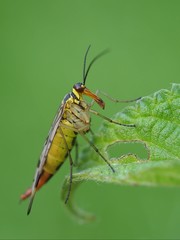 Skorpionsfliege