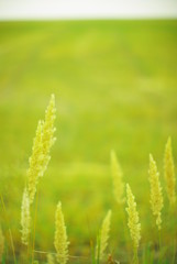  field plants on a blurred background of greenery with rays of light