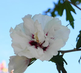 Beautiful and delicate  white Hibiscus flower on the branch with green leaves on blue sky background close up.