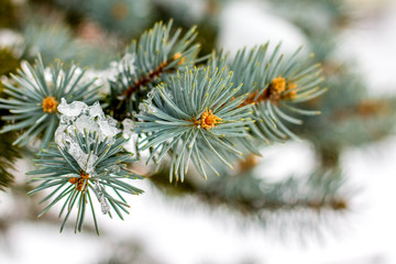 Naklejka na ściany i meble Tree branch with lush needles on white snow background_