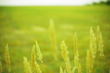 Fototapeta na wymiar field plants on a blurred background of greenery with rays of light