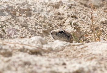 Anatolian ground squirrel sitting on the ground hole