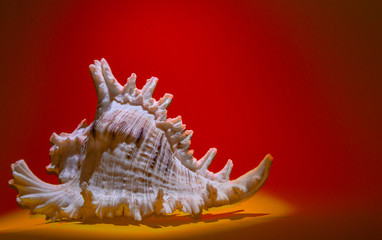 Shell on a colored background