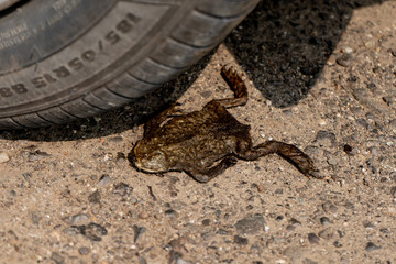 Crushed frog under the car wheel on the road. The death of animals on the roads
