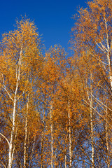 yellow birch trees