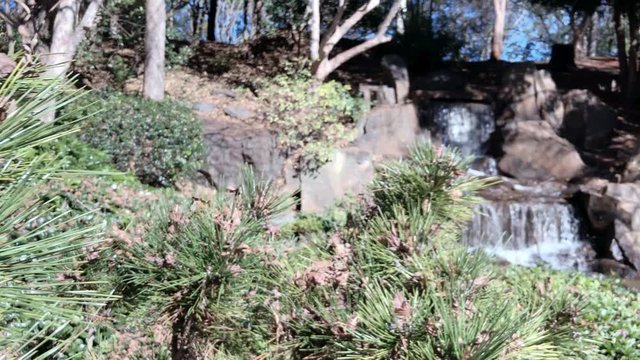 Tilt shot sharp focus of nettle tree to waterfall in background, Ju Raku En Japanese Garden, Toowoomba, Australia