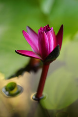 Pink and white lotus flower and green leaves	