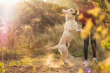 Energetic labrador retriever young dog playing with his owner at the park on the beautiful orange...